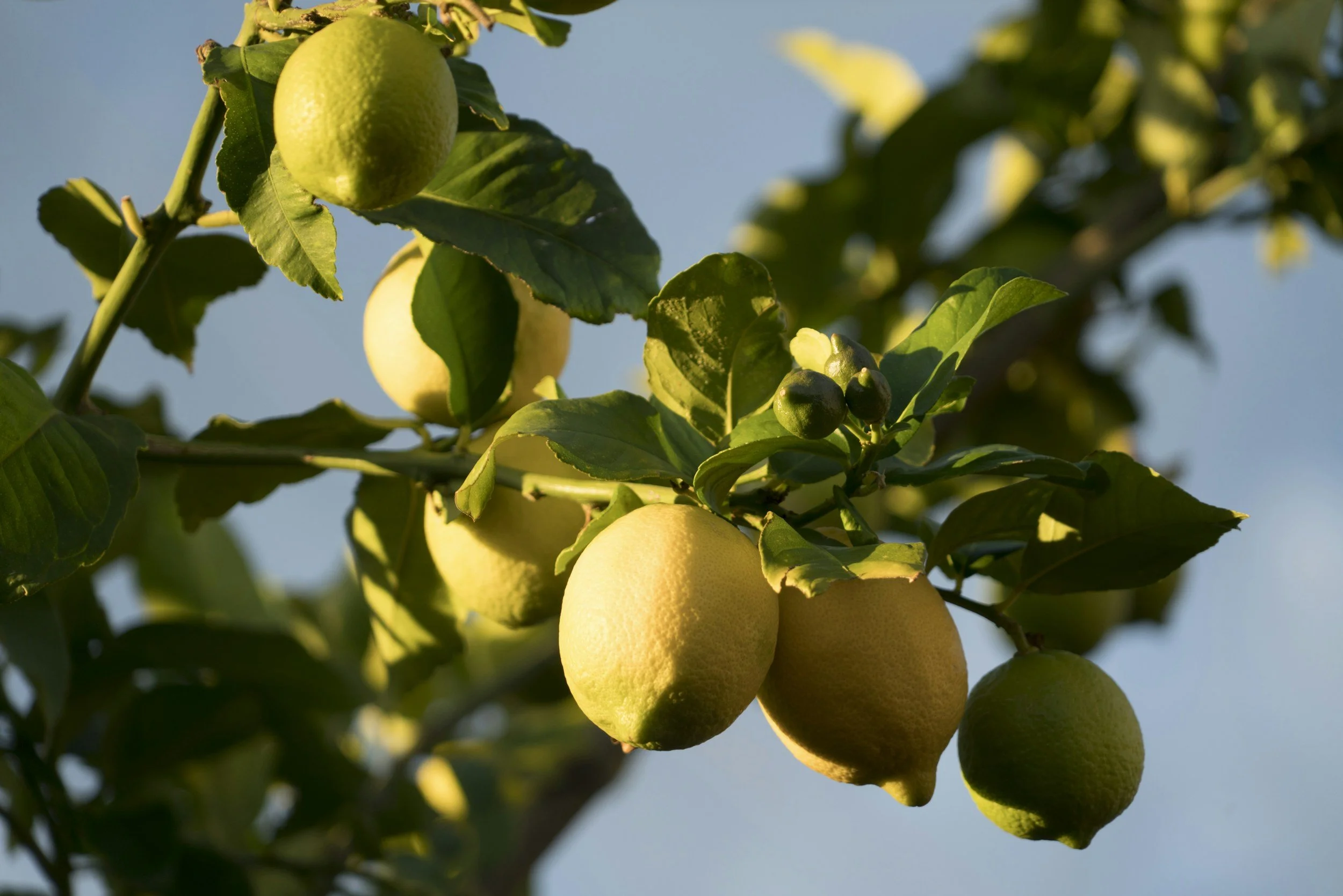 Citrus Bioflavonoids: Nature’s Support for Glucose Balance and Metabolic Health glucose control